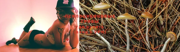 прущая мука Магас